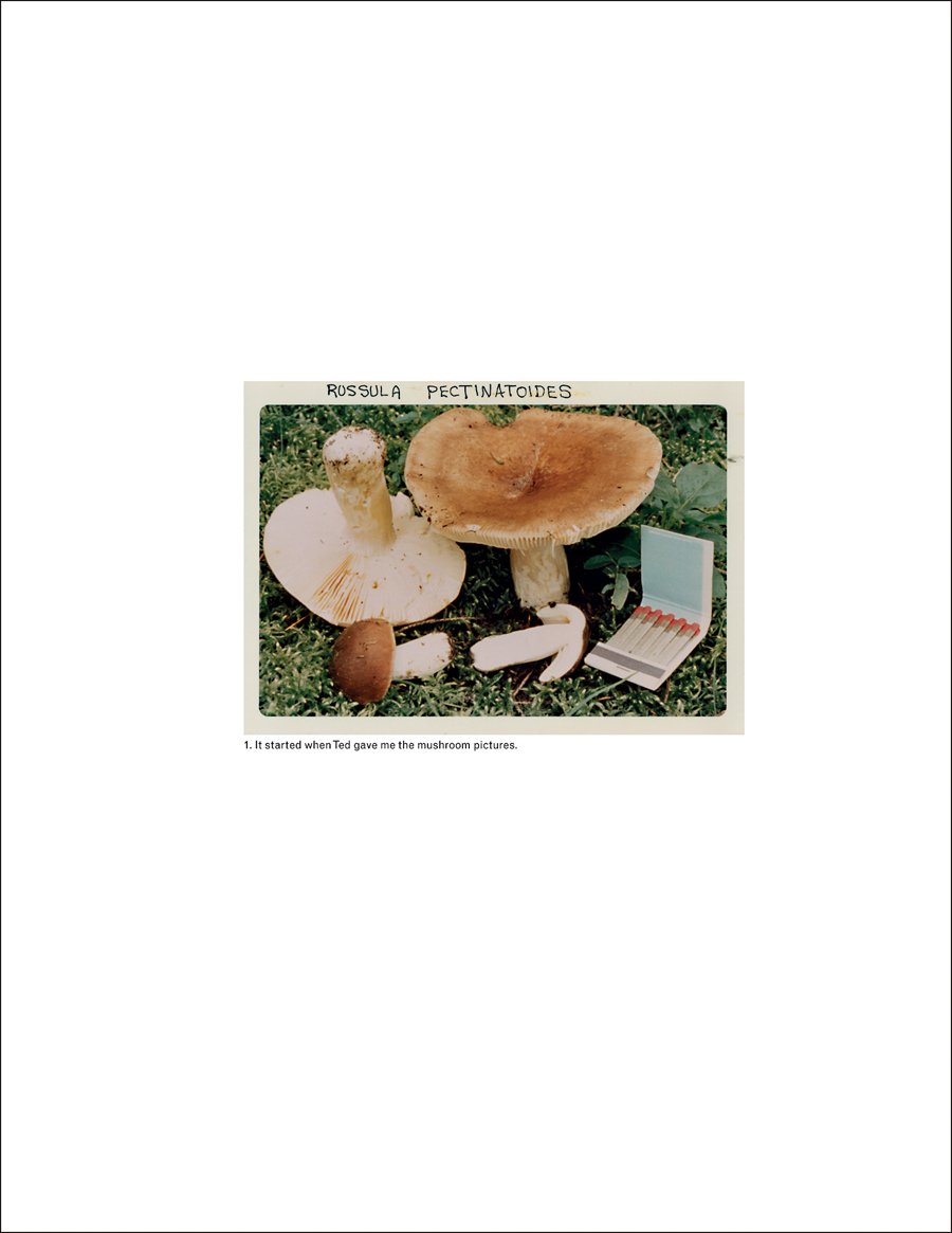 The Mushroom Collector