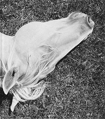 Megalith-Still