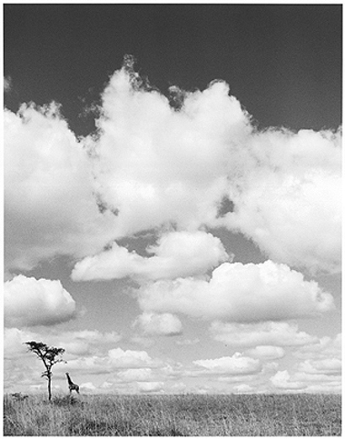 Hector Acebes: Portraits in Africa, 1948–1953 sample 5