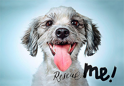 Dog Adoption Portraits and Stories from New York City