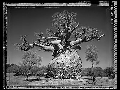 Baobab: Tree of Generations｜猴面包树：世代之树