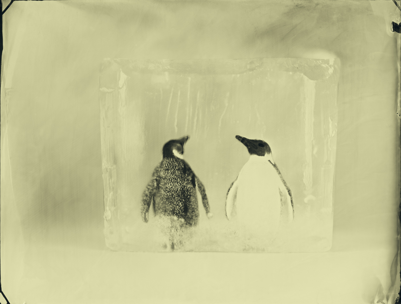 04.Emperor Penguins