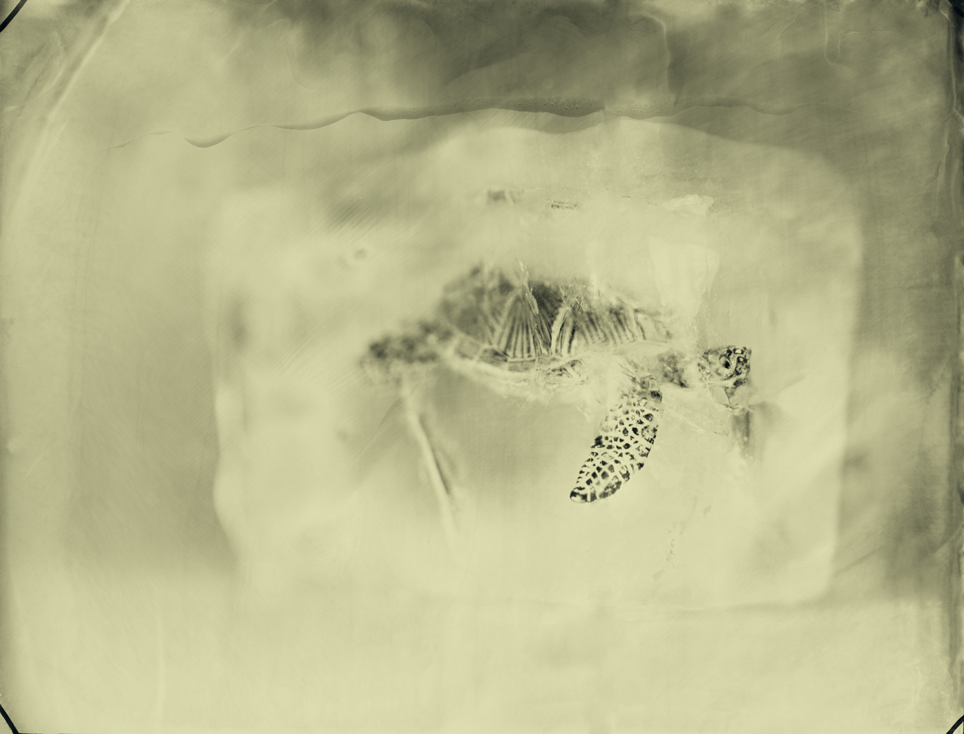 07.Hawksbill Sea Turtle