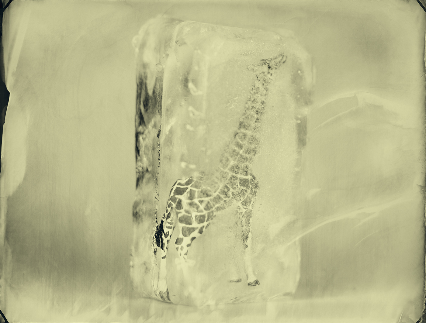 15.Rothschilds Giraffe