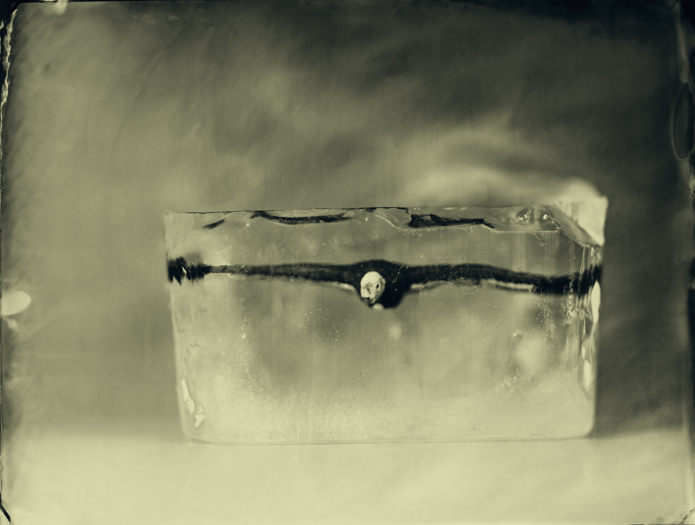 06.California Condor