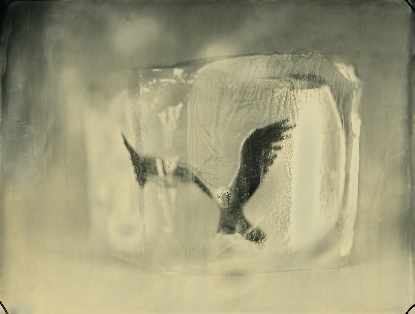 06. Great Green Macaw