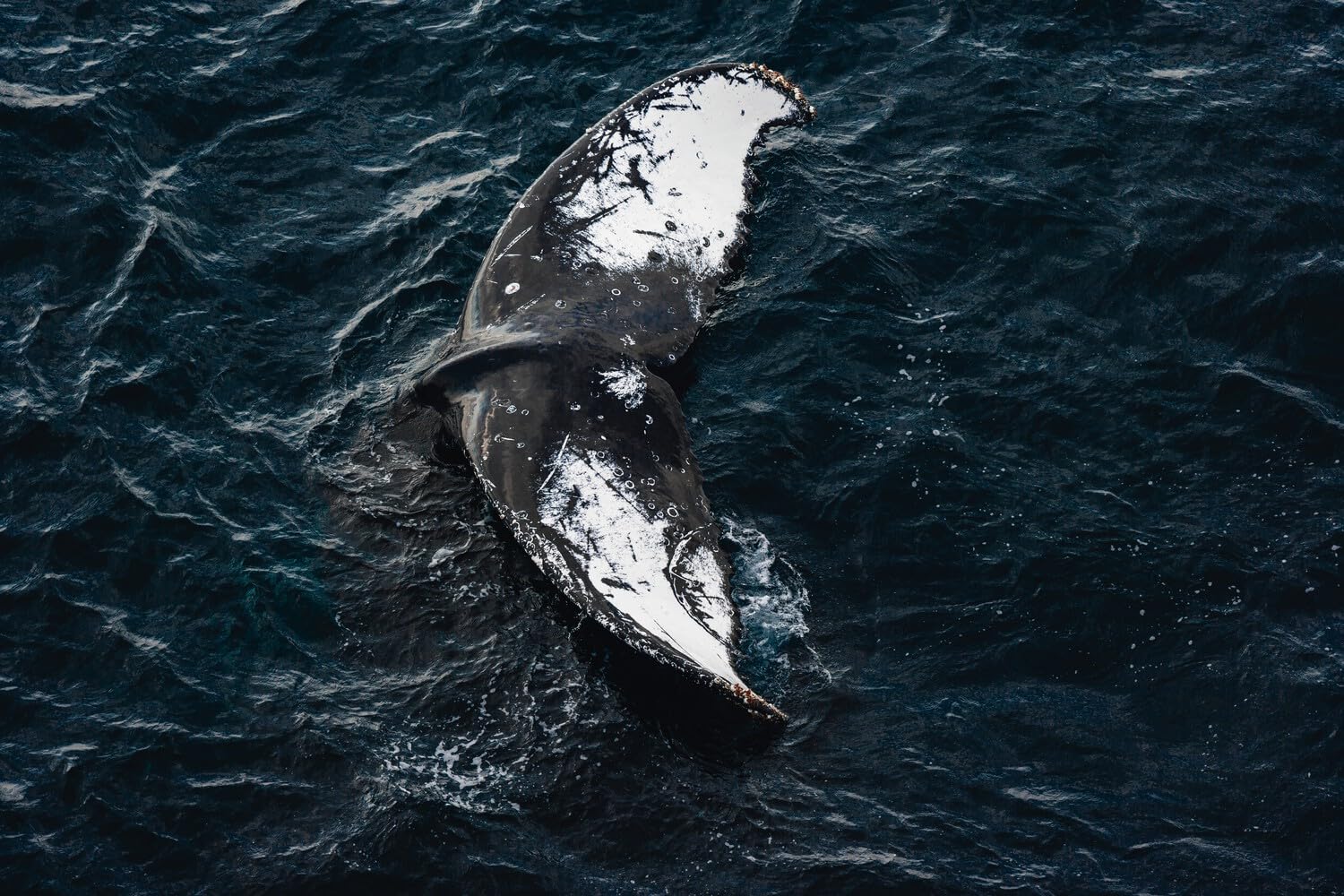 71-9rgm8OlL._SL1500_