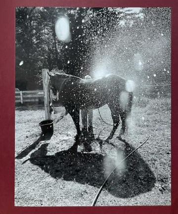 Calling the Birds Home｜唤鸟归巢