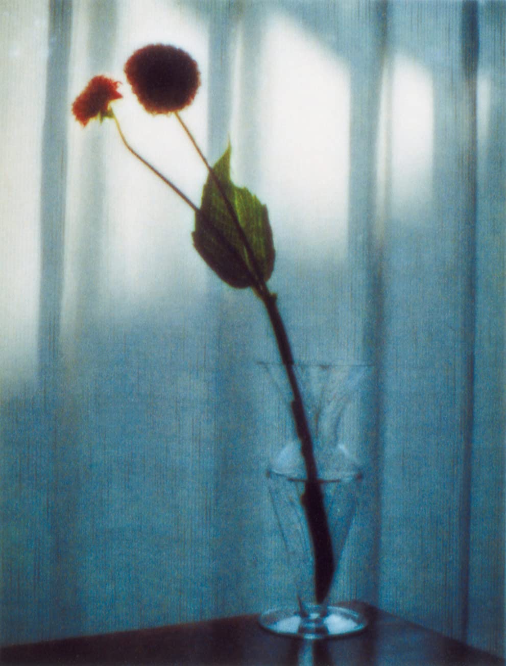 flowers｜花 内页 1