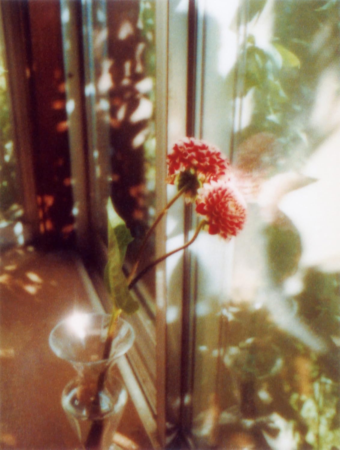 flowers｜花 内页 2