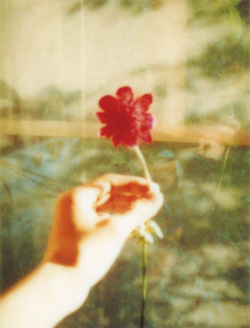 flowers｜花 内页 6