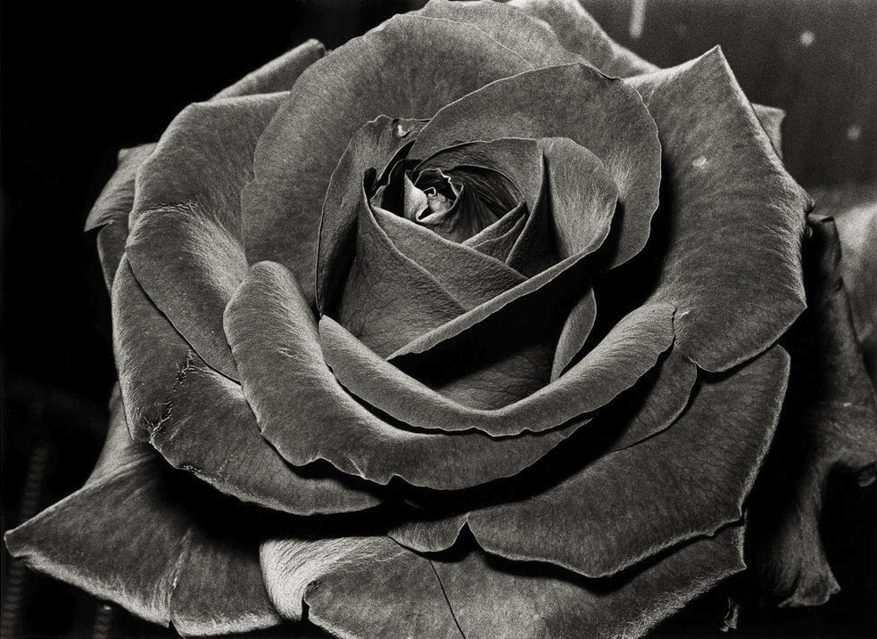 moriyama-rose-WEB