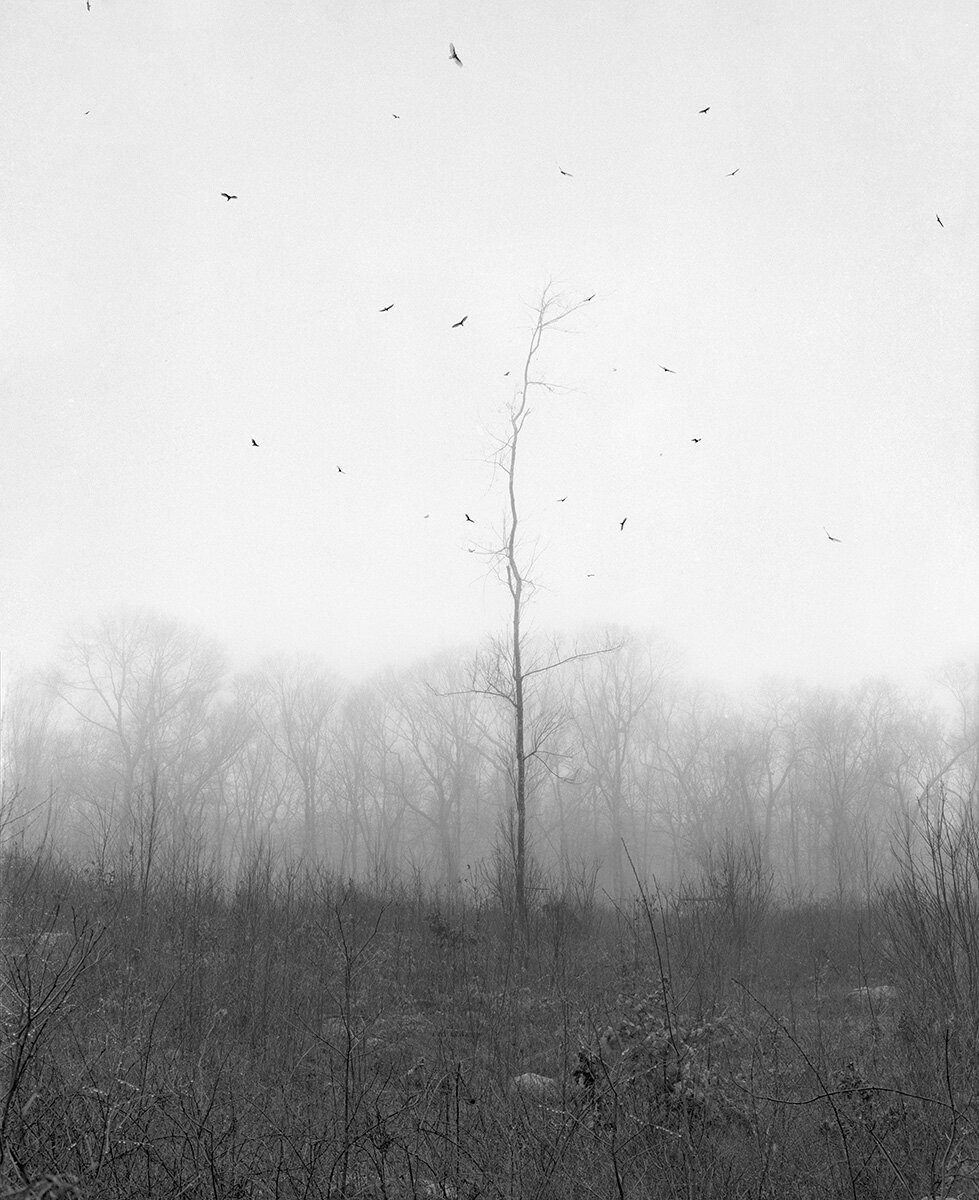 GhostTreeBirds