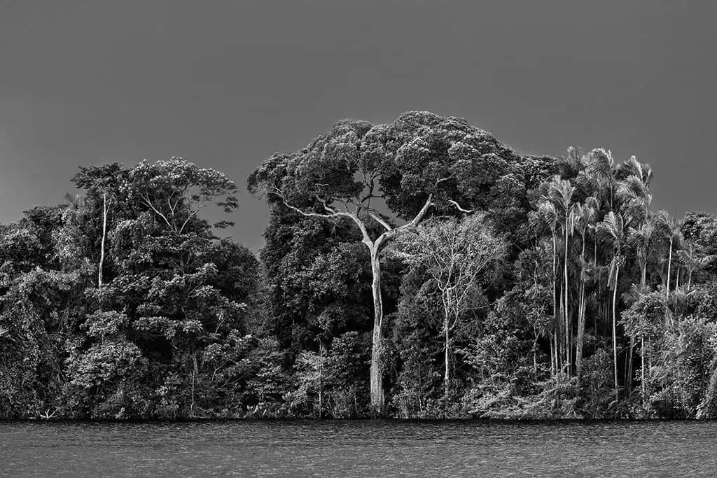 xl_salgado_amazonia_p309