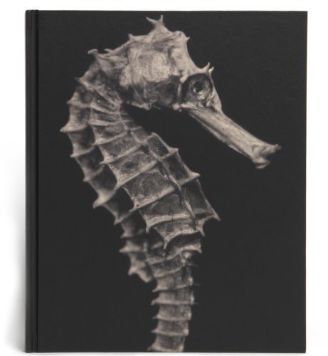 Seas Without a Shore